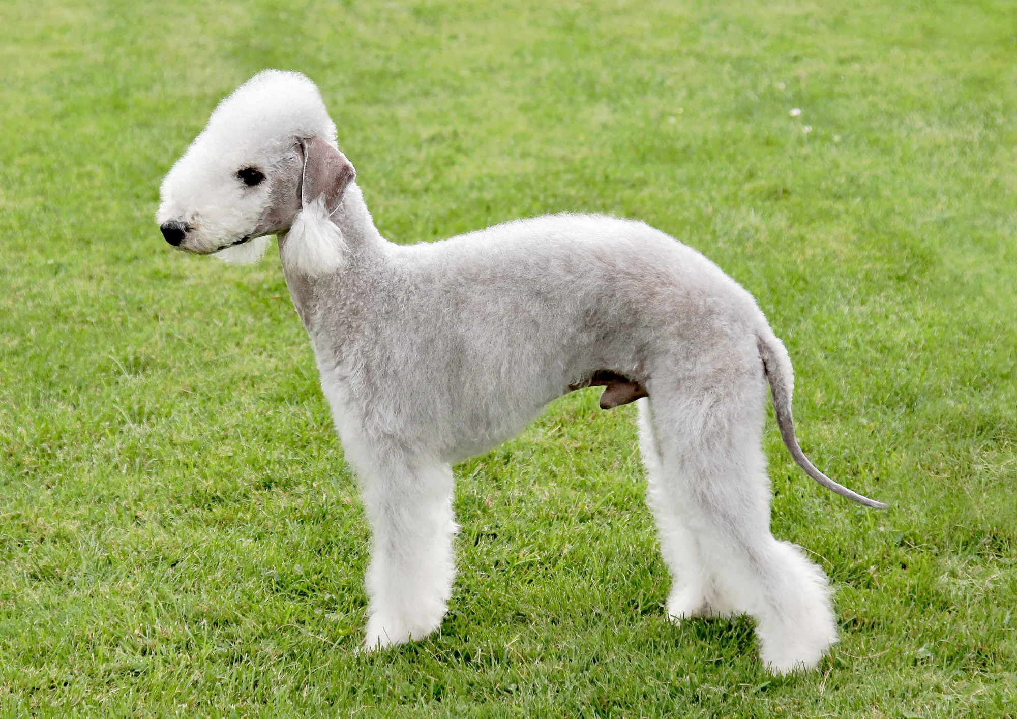 Chien de race Terrier de Bedlington